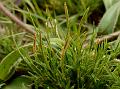 St Thomas Mount Rockgrass